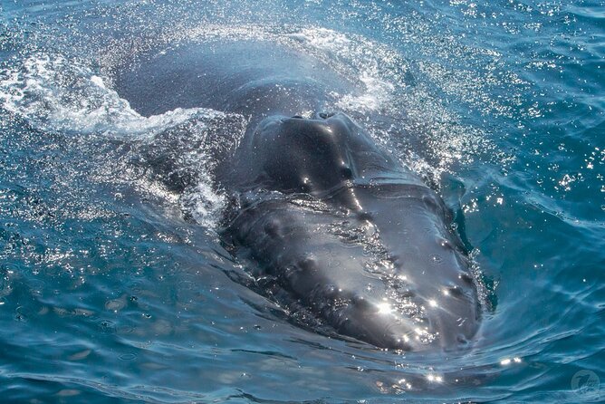 High Speed Zodiac Whale Watching Safari From Dana Point - Tips for Whale Watching