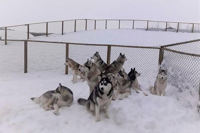 Hiking With Husky in Akureyri (Private) - What to Expect