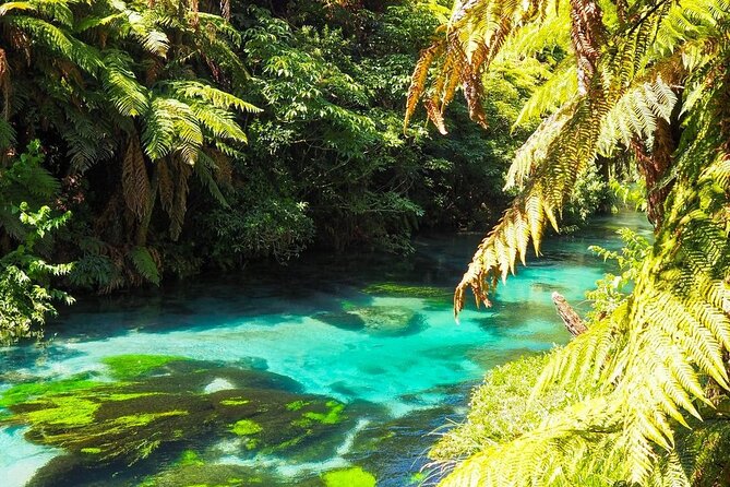 Hobbiton Movie Set Tour to Blue Springs and Mineral Spa - Customer Reviews and Ratings