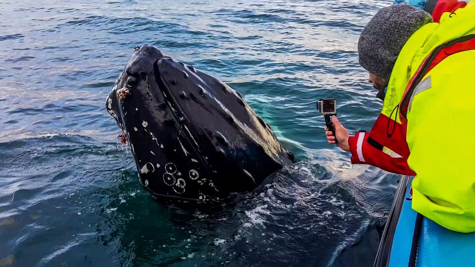 Húsavík: Big Whale Safari & Puffin Island Tour - Tips for an Enjoyable Experience