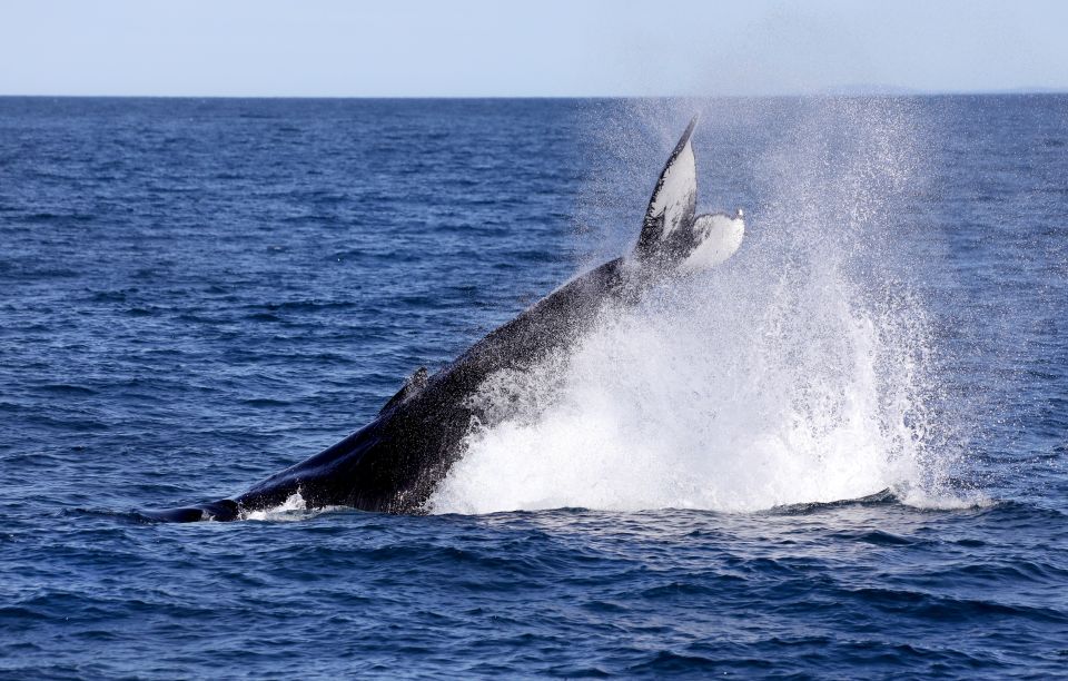 Húsavík: Family-Run and Guided Whale Watching Tour - What to Expect on the Tour