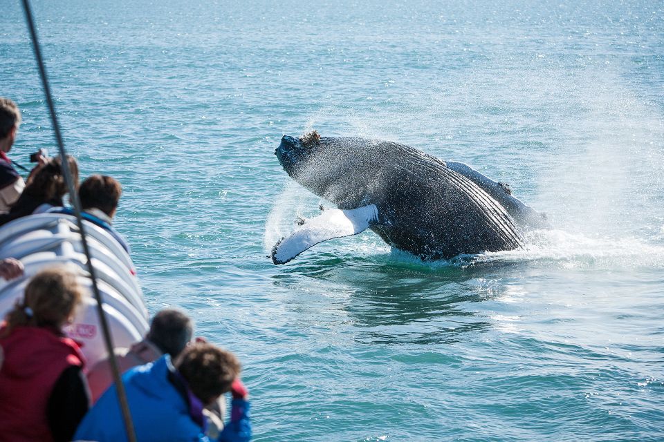 Húsavík: Whale-Watching Cruise and Puffins Guided Tour - Accessibility Features