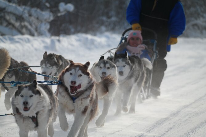 Husky Dog Sledding & Mushing With Pick up and Photo Service in Fairbanks, Alaska - Wildlife Considerations