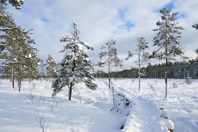 Husky Dog Sledding Tour From Riga - Customer Reviews and Feedback