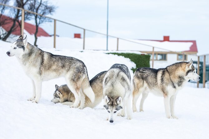 Husky Petting in Akureyri (private) - Booking and Cancellation Policies
