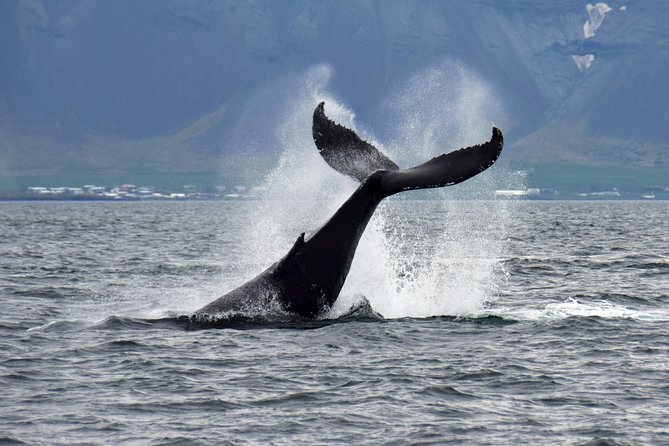 Iceland Super Saver: Puffin Cruise Plus Whale-Watching Tour From Reykjavik - Booking and Pricing Details