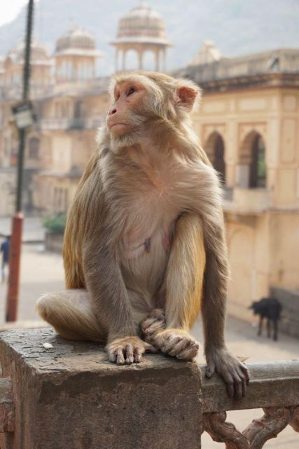 Jaipur Sightseeing Tour With Monkey Temple (Galta Ji Temple) - Best Time to Visit