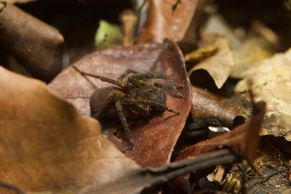 Jungle Night Walk/ Nocturnal Wildlife and Jungle Sounds - Frequently Asked Questions