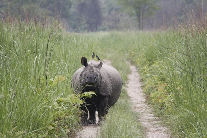 Jungle Towernight Stay In Chitwan National Park ,nepal-2 Nights 3 Days Package - Cancellation and Refund Policy