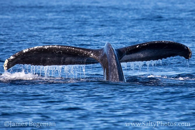 Kauais Ultimate SOUTH SIDE Whale & Dolphin Zodiac Boat Adventure - Booking and Pricing Information