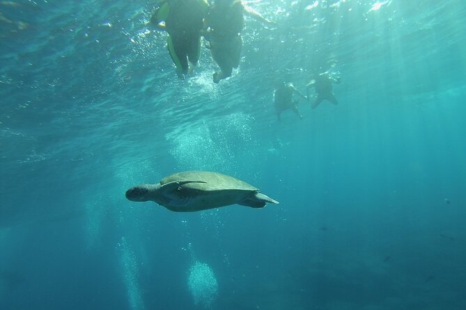 Kayak Route Along the Volcanic Coast in Tenerife South With Snorkeling - Snorkeling in the Clear Waters