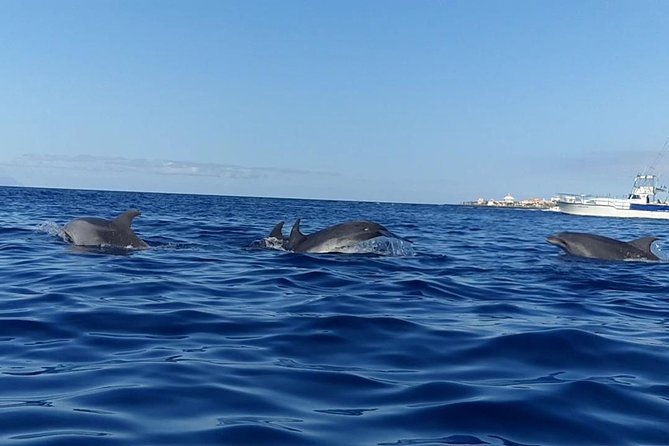 Kayak With Dolphin & Turtle Watching Private Tour - Customer Reviews and Feedback