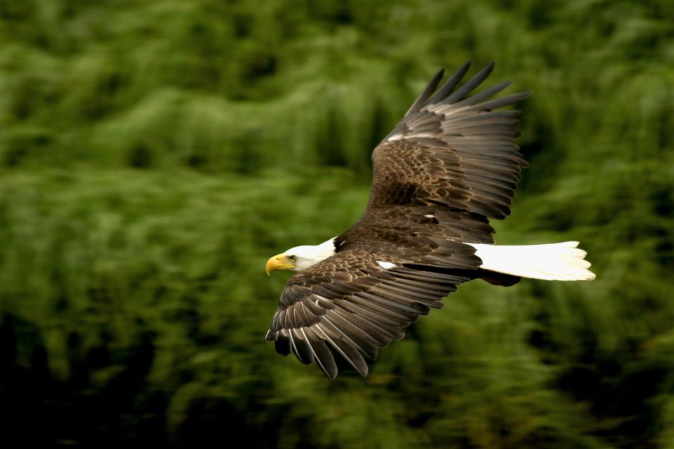 Ketchikan: Rainforest Wildlife Sanctuary & Totem Park - Meeting Point and Transportation