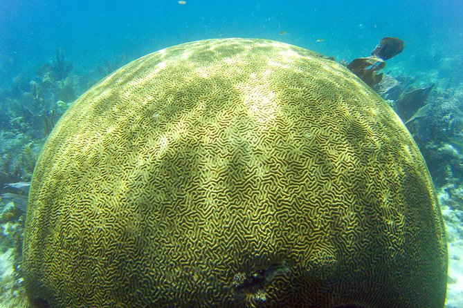 Key Largo Snorkeling Tour - Rental Mask, Fins and Vest INCLUDED - Booking and Confirmation Process