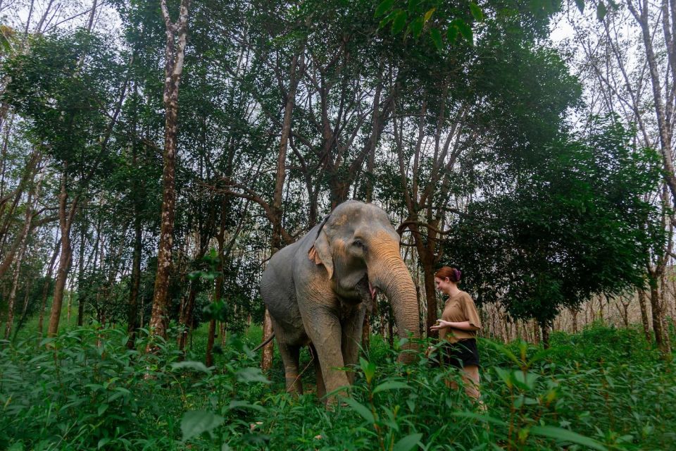 Khao Lak: All-Day Elephant Sanctuary Experience Small Groups - Guided Tours and Activities