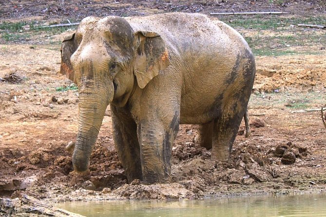 Khao Sok Wildlife 2 Days - Wildlife Viewing Opportunities