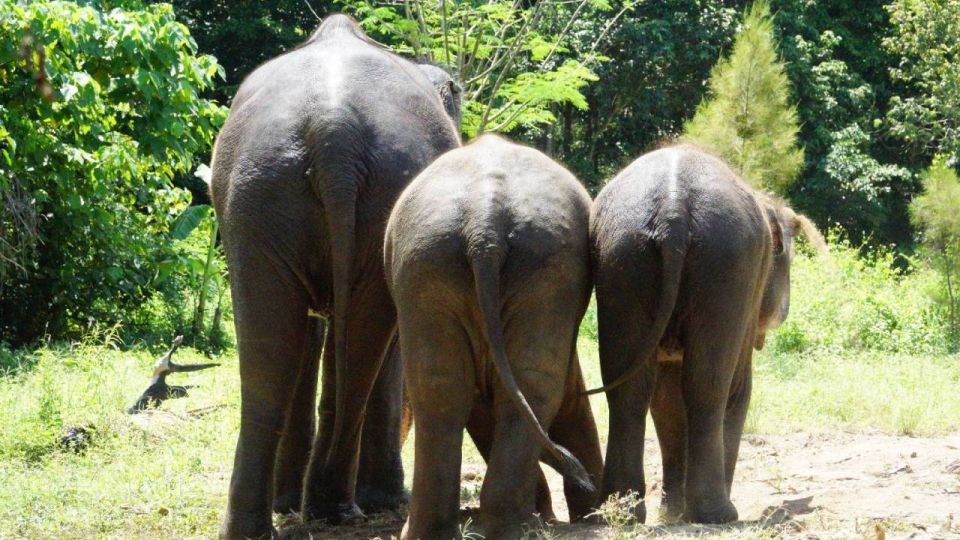 Koh Samui: Half-Day Ethical Elephant Sanctuary With Mud Spa - Included Amenities and Transfers