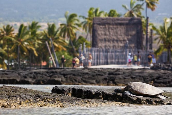 Kona Tour: Coffee Plantation, Kealakekua Bay, Kaloko-Honokohau Park, and Bee Farm - Customer Feedback and Experiences