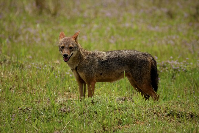 Kumana National Park Full Day Safari - Accessibility and Health Considerations