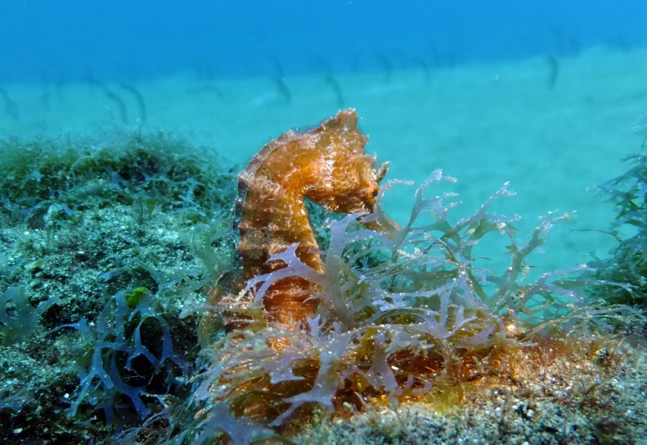 Lanzarote: Beginner Diving Course Costa Teguise (2 Dives) - Diving Equipment Provided