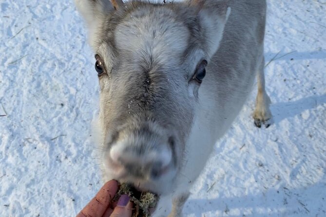 Lapland Reindeer and Husky Safari From Levi - Tips for an Enjoyable Adventure