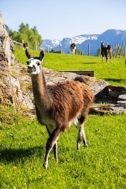 Ljøen, Hellesylt: Ljøen Farm Tour - Scenic Surroundings