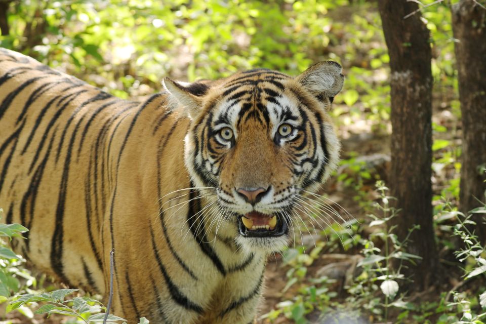 Luxury Chitwan Jungle Safari 4 Days Tour - Booking Information