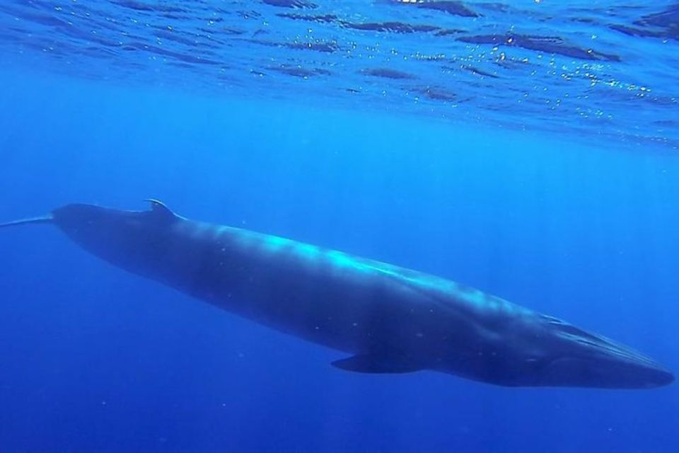 Madeira: Guaranteed Whales or Dolphins Watching Tour - Savings and Flexibility