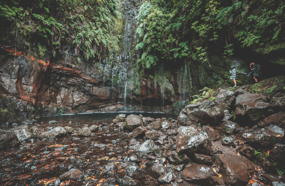 Madeira: Ribeiro Frio Valley and the 25 Fountains Hike. - Native Flora and Fauna