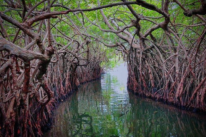 Madu River Boat Safari Balapitiya - Tips for a Great Safari