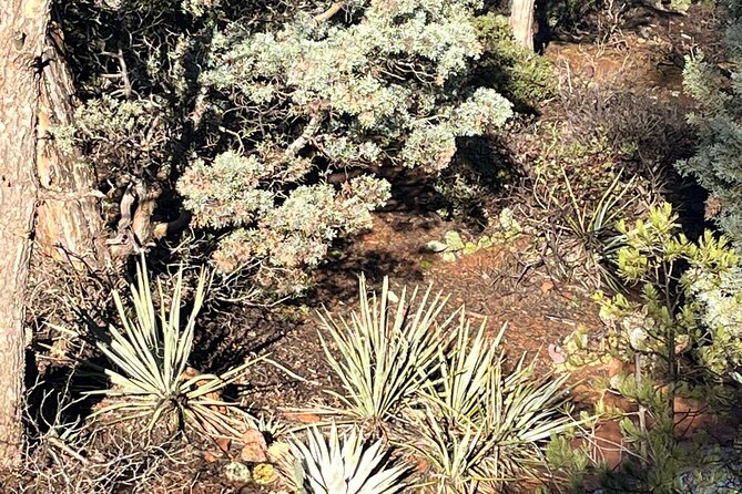 Magical Sedona Highlight Tour - Booking and Cancellation Policy