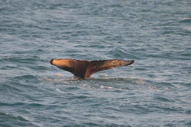 Magical Whales in the Midnight Sun | From Reykjavik - Booking Your Adventure