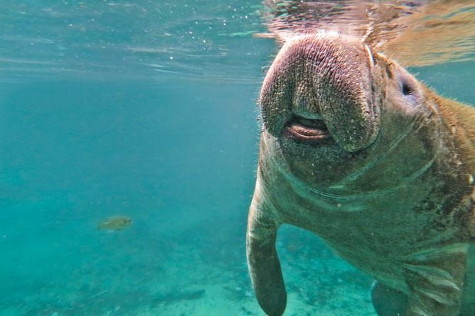 Manatee Swim and Wildlife Park With Upgrade Options From Orlando - Booking Information