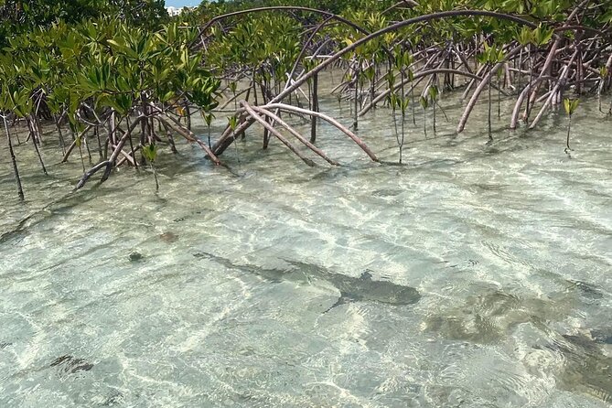 Mangrove Clear Kayak Tour - Location and Accessibility