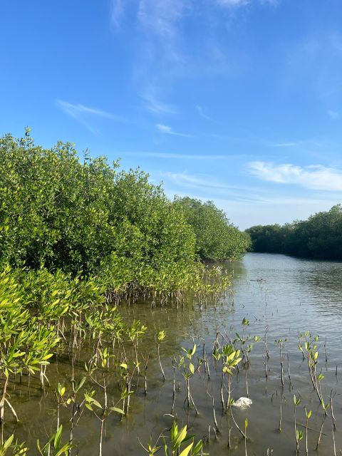 Mangrove Ecotour and Fishing in Cartagenas Natural Mangrove - Customer Feedback