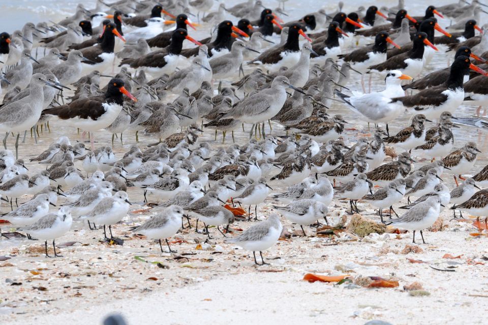 Marco Island: 2-Hour Dolphin, Birding, and Shelling Tour - Booking and Contact Information