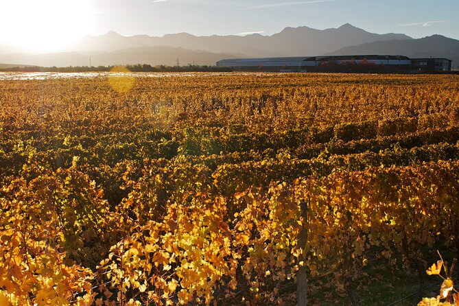 Marlborough Discovery Full Day Wine Tour - Blenheim - Tips for a Great Experience