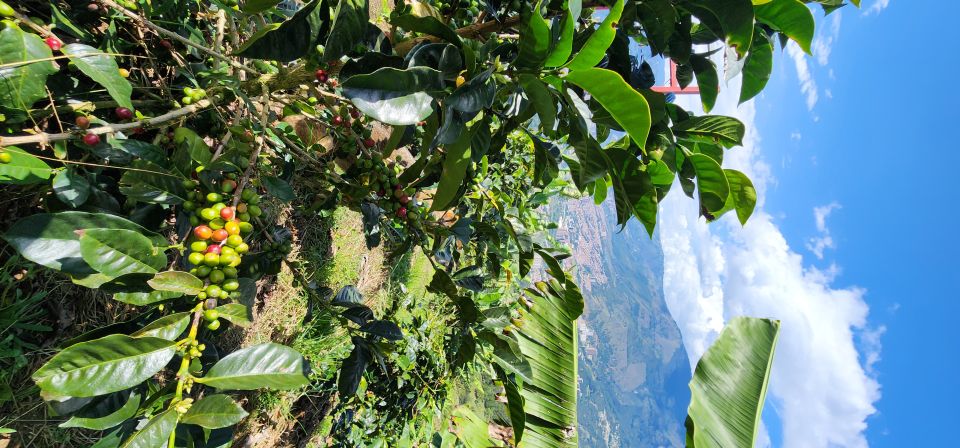 Medellin: Coffee Farm Tour & Spa With Overnight Glamping - Weather Considerations for Your Trip