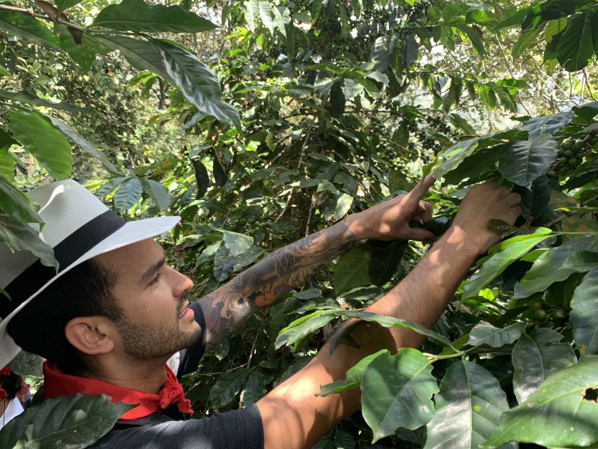 Medellín: Coffee Tour With Tastings and Lunch - Customer Reviews