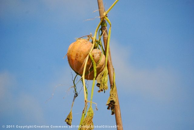 Mekong Tour: Cai Be - Can Tho Floating Market 2 Days - Customer Feedback