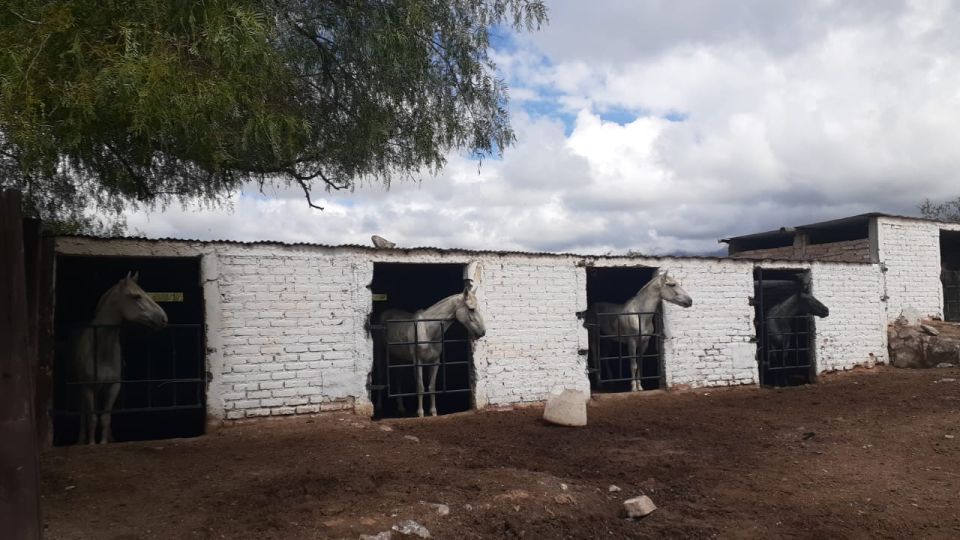 Mendoza: Horseback Riding in the Andes With Authentic BBQ - Bilingual Guide Benefits