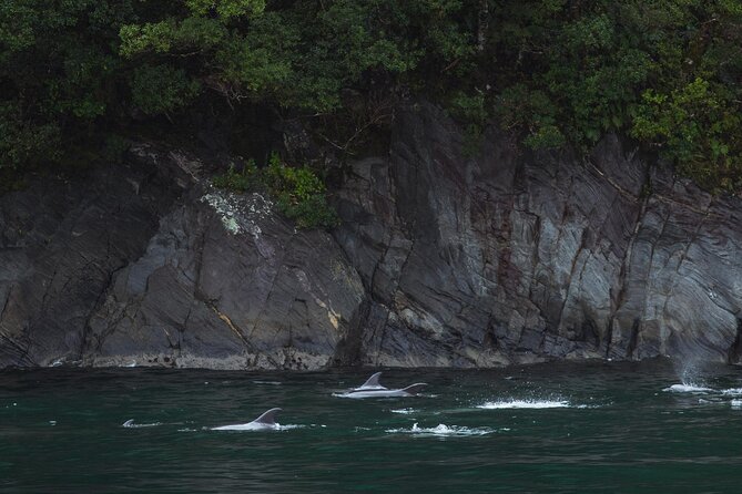 Milford Sound Cruise - Tips for Travelers