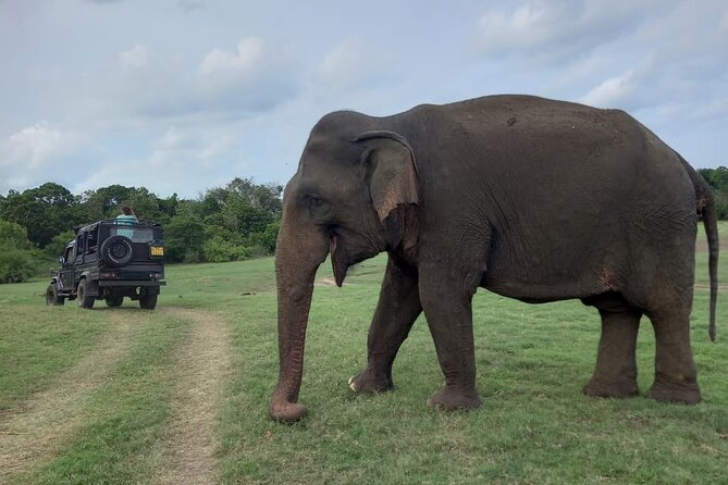 Minneriya National Park Elephant Jeep Safari - Private - Tips for an Unforgettable Safari