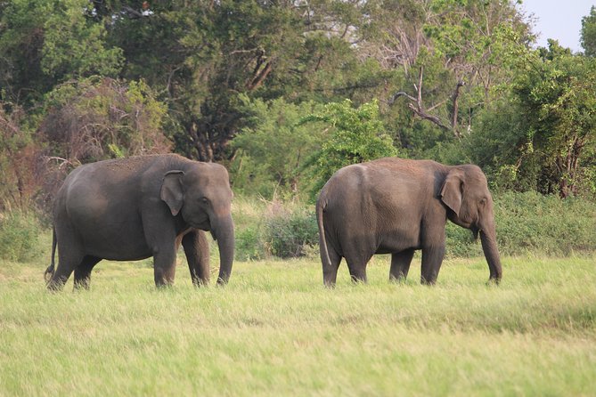 Minneriya National Park Private Safari - Tips for an Enjoyable Safari