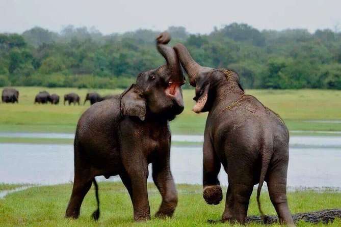 Minneriya National Park Private Safari - Additional Safari Options
