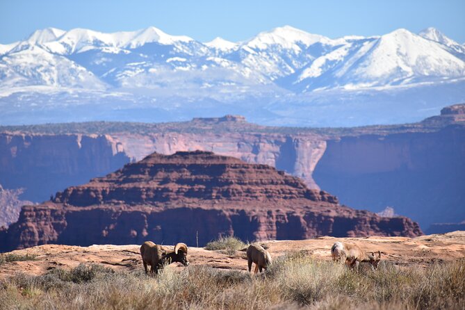 Moab Combo: Colorado River Rafting and Canyonlands 4X4 Tour - Guest Reviews and Highlights