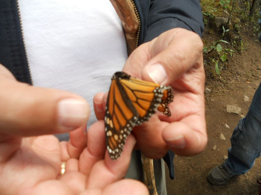 Morelia: Monarch Butterfly Tour - Inclusions and Exclusions