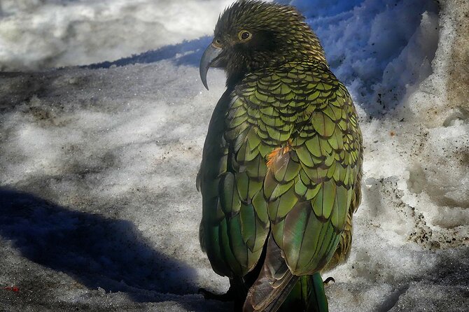 Mt Cook Tour & Ultimate Alpine Experience Combo From Queenstown - Important Safety Information