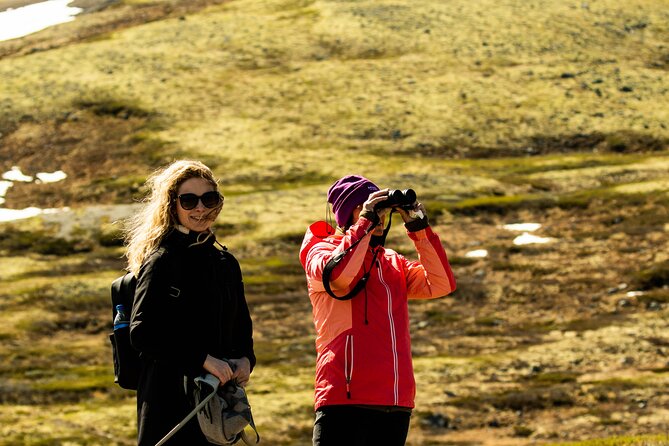 Muskox Safari From Hjerkinn | Dovre & Lesja Aktiv - How to Book Your Safari