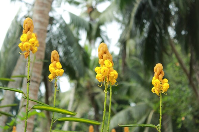Nandana Tea Walking Tour in Sri Lanka - Tips for Travelers
